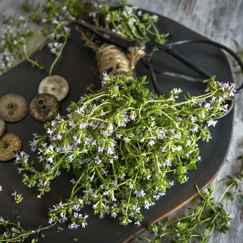 Thyme